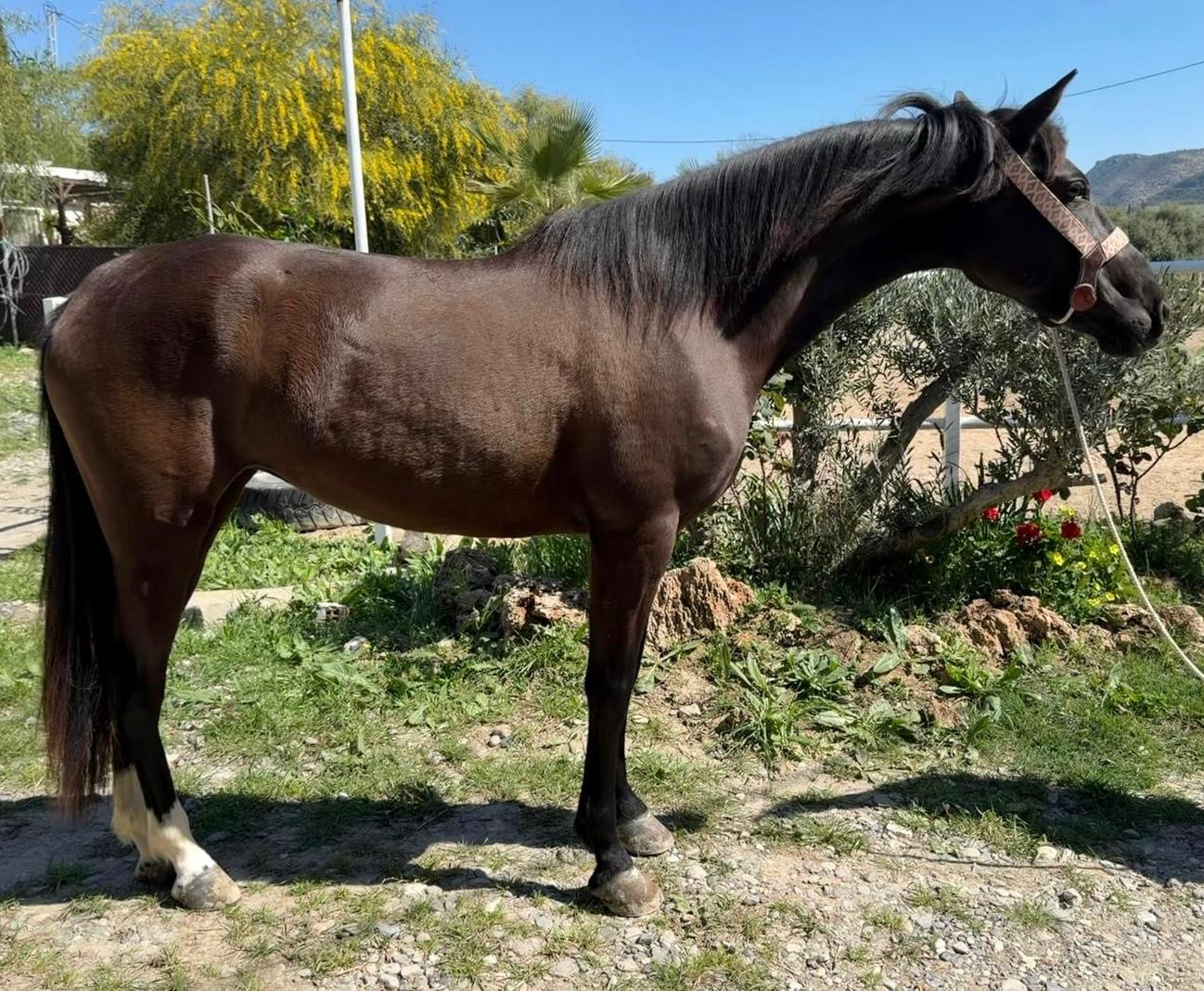 Beautiful Andalusian Mare