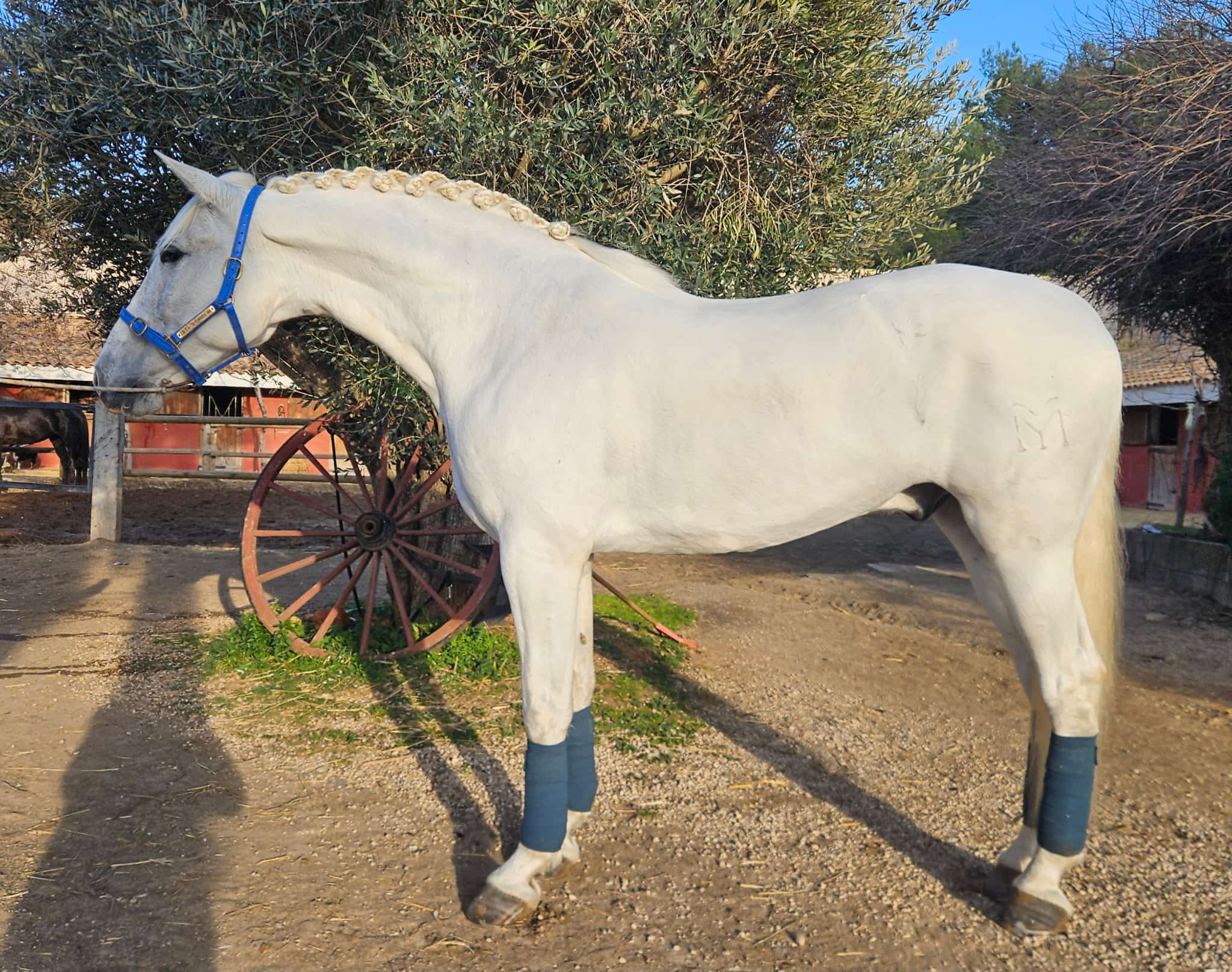 Perfect Prince - PRE Gelding
